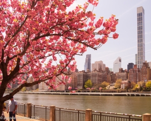 Cherry Blossoms