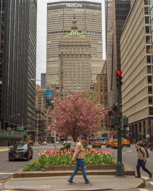 Park Avenue